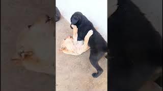 Dog puppies are fighting and barking#10kviral#shorts