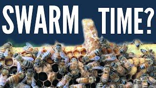 Is It Time to Swarm?  Queen Cell Extermination | S3 E4