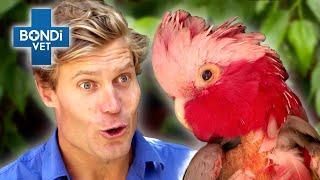 42 Year Old Galah Has Massive Tumour | Bondi Vet Clips | Bondi Vet