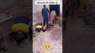 Miracle af Allah# Vet pet and cattle# Viral video#