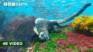 Rare Look at How Marine Iguanas Feed Underwater | 4K UHD | BBC Earth