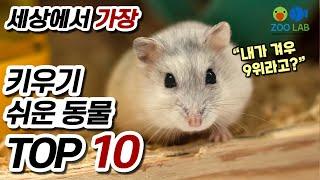 가장 키우기 쉬운 동물 TOP 10,  반려동물 랭킹, 열대어, 구피도 있을까? 키울수 있는 동물중 사육이 쉬운 종류순위!