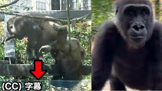 母の背中から落下するチビゴリラ。しつこいキンタロウ。｜ 京都市動物園  モモタロウ家族 ゴリラ   gorilla