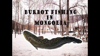 Fishing in Mongolia 2021 - Burbot-Ice fishing /Мөсний загасчилал- Гутаарь, Налим/