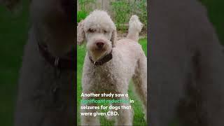 CBD For Pets: Is It Safe?