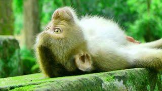 lying on stone looking at the sky what little Life thinking of