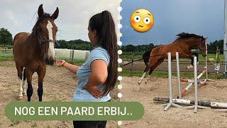 IK KOCHT EEN SPRING PAARD EN ANNULEERDE DE KOOP.. #STORYTIME