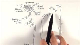 A2 Biology - Nephron structure (OCR A Chapter 15.5)