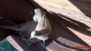 collared dove's are building a nest