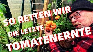 So retten wir die letzte Tomatenernte. Statt Matsch und Fäule reife Tomaten noch bis  Ende Oktober