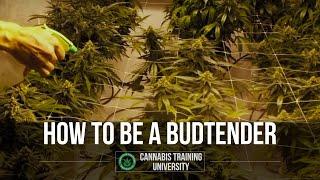 How to be a BudTender in a Dispensary. Best budtender certification for budtender jobs.