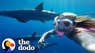 Wild Dolphins Play Catch With Their Favorite Person | The Dodo Wild Hearts