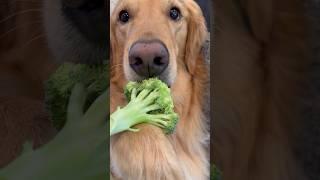 My dog pulled a diet prank on me!