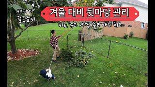 캐나다 월동준비 / 겨울 대비 뒷마당 관리 / 비료 주고 낙엽 줍고 가지 치고