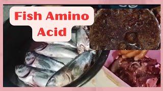 PAANO GUMAWA NG FISH AMINO ACID | FOLIAR FERTILIZER | @agrisikap