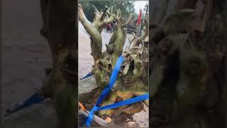 Inspirasi Bentuk Bahan Bonsai Nempel Di Batu Kali Bahan Dari Dongkelan