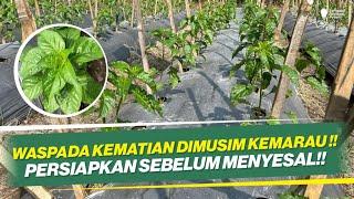 CARA TANAM CABAI DIMUSIM KEMARAU ‼ UPDATE METODE MITRA BERTANI ‼ TUMBUH SERAGAM & SEHAT ‼