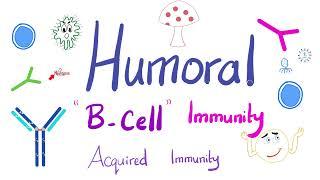 Humoral Immunity | The B-Lymphocytes | Immunology | Physiology