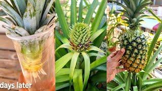 Tips For Growing Pineapple Fast From The Tops , Can't Be Ignored 2