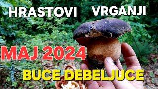 HRASTOVI VRGANJI MAJ 2024 I druge gljive!