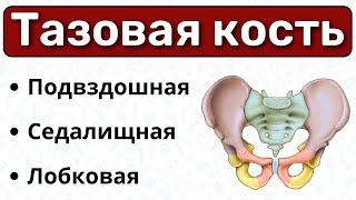 Тазовая кость: подвздошная, седалищная и лобковая кости / Анатомия