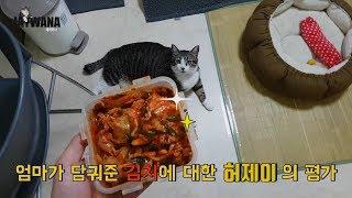 "우리 고양이에게 엄마의 김치를 줘봤다." 1탄