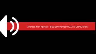Animals Hen Rooster   Blaafarveverket 090721 SOUND Effect