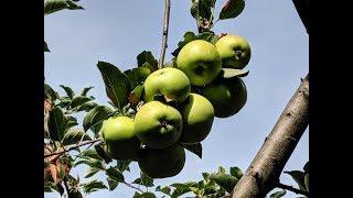 The Granny Smith Apple Tree