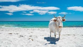 Le vacche della spiaggia di Berchida - Sardegna