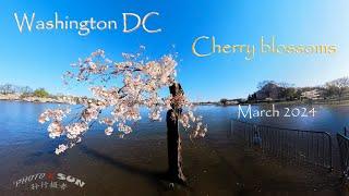 Washington DC Cherry Blossoms, March 2024 // 华盛顿特区樱花节