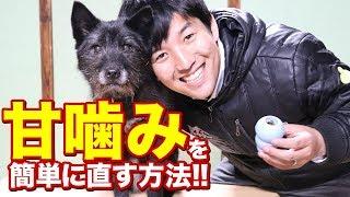 子犬の甘噛みは●●を使えば簡単に直せます！ワンちゃんの甘噛みの原因もお教えします。