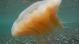 Amazing Jellyfish (Denmark)