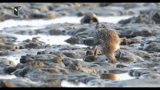 Migratory Shorebirds Depend on the Yellow Sea English 1080p