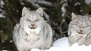 Curious Lynx Kitten