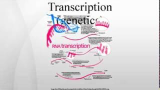 Transcription (genetics)