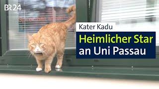 Kater an der Uni: Kadu streunert durch den Campus in Passau | Abendschau | BR24