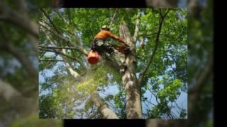 Topnotch Tree Service of Rochester Inc