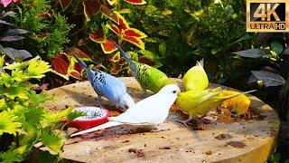 Birdwatching for Cats  Birds & Squirrels host a Winter Party in the garden 4K HDR