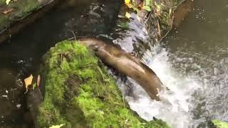 Eel climbing waterfall