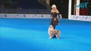 FCI Dog dance World Championship 2016 –Freestyle final - Uta Opel and Dexter (Germany)