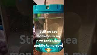 No sea monkey yet (New update tomorrow)