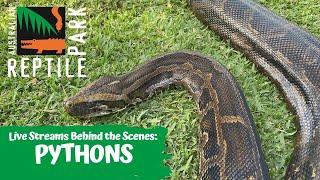 LIVE WITH PYTHONS | AUSTRALIAN REPTILE PARK