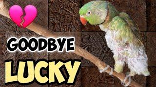  Goodbye Lucky || Update on the Rescued Indian Ringneck || Shabu's Vlog Pets World