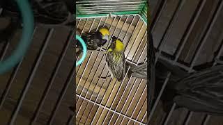 Streaked Weaver #bird