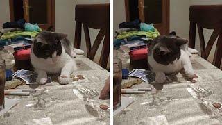 Smart Cat Flips Coin Onto Table