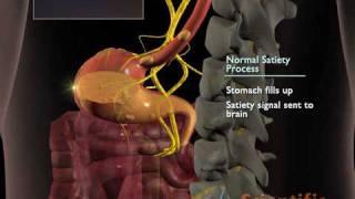 Digestive animation  Food for thought