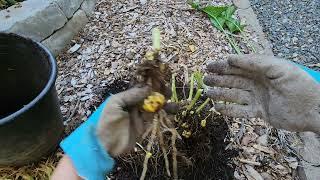 Propagating Asiatic Lily