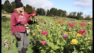 Frost is Coming! Final Harvest of 2022 : Cut Flowers & Veggies : Flower Hill Farm