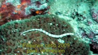2009 filipijnen paul vermeulen sliedrecht 1 cebu duiken