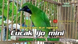 Pancingan Cucak ijo mini biar cepat gacor